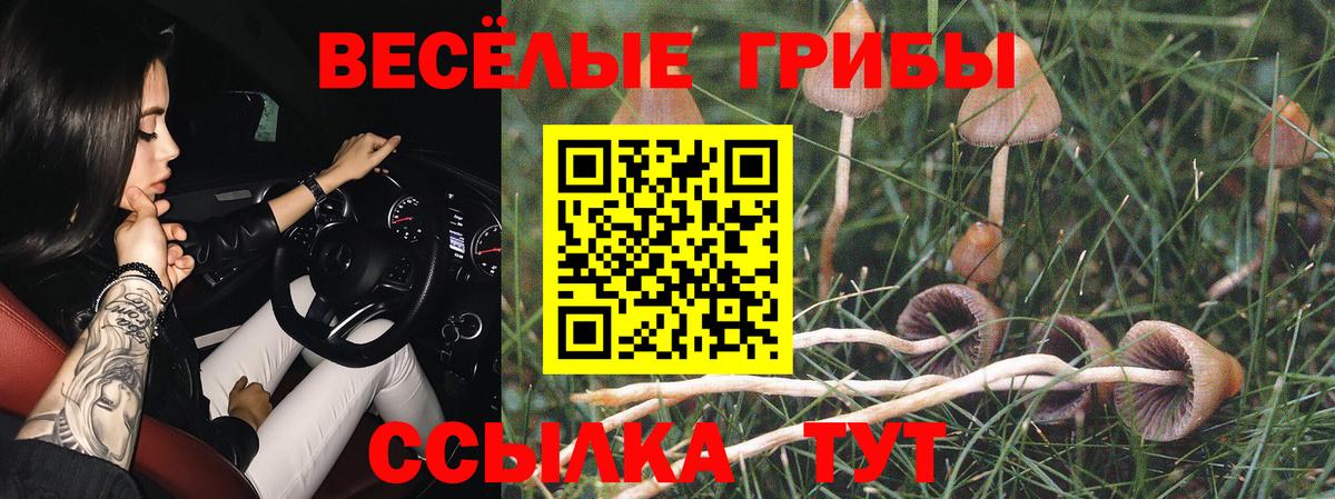 Псилоцибиновые грибы Psilocybe Новосибирск